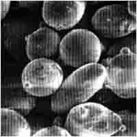 Scanning Electron Micrograph of Atomised Ferrosilicon
