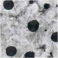 Scanning Electron Micrograph of Magnesium Ferrosilicon